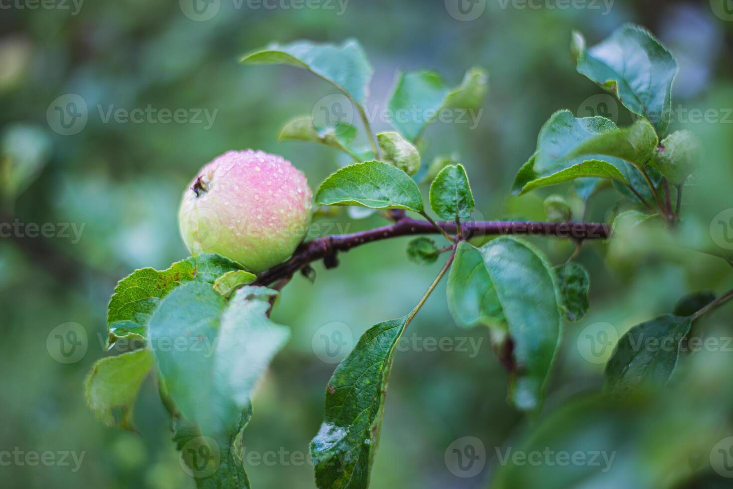 a blushing apple on a tree branch. The apple hangs from the branch, but not yet ripe, but is just about to ripen. High quality photo