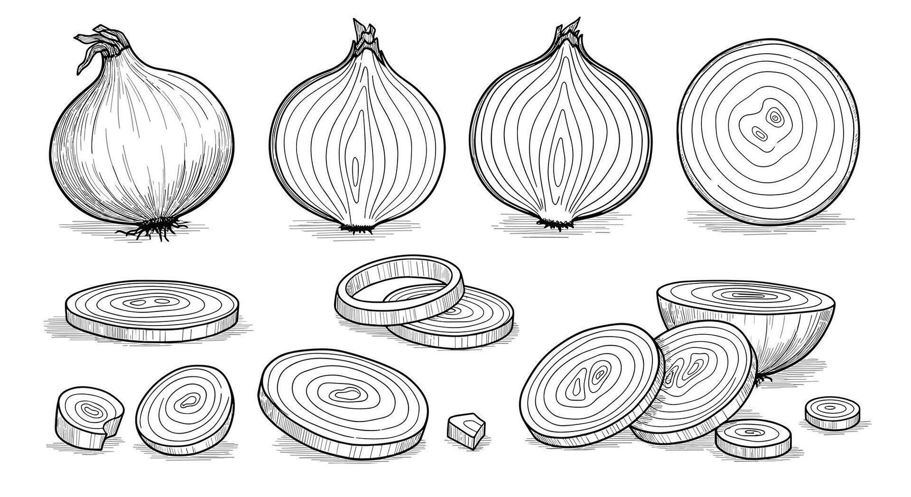 Fresh organic allium cepa vegetables displayed in different styles and cuts ready for culinary use vector