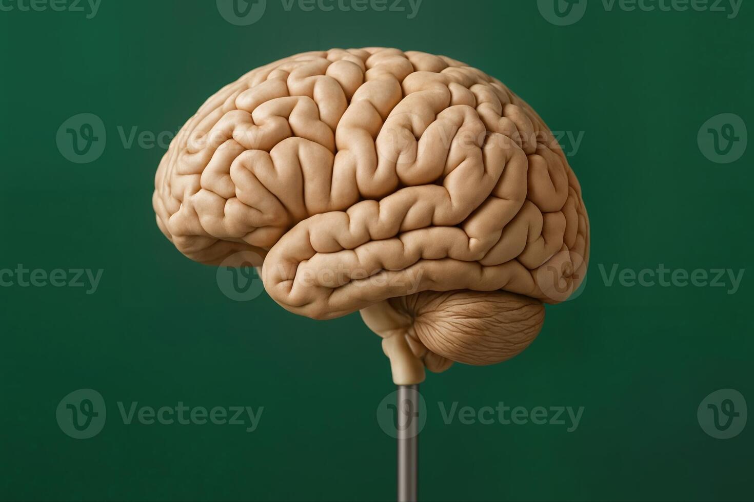 Anatomical Brain Model Displayed on a Stand Against a Plain Green Background with Detailed Representation of Brain Structures photo