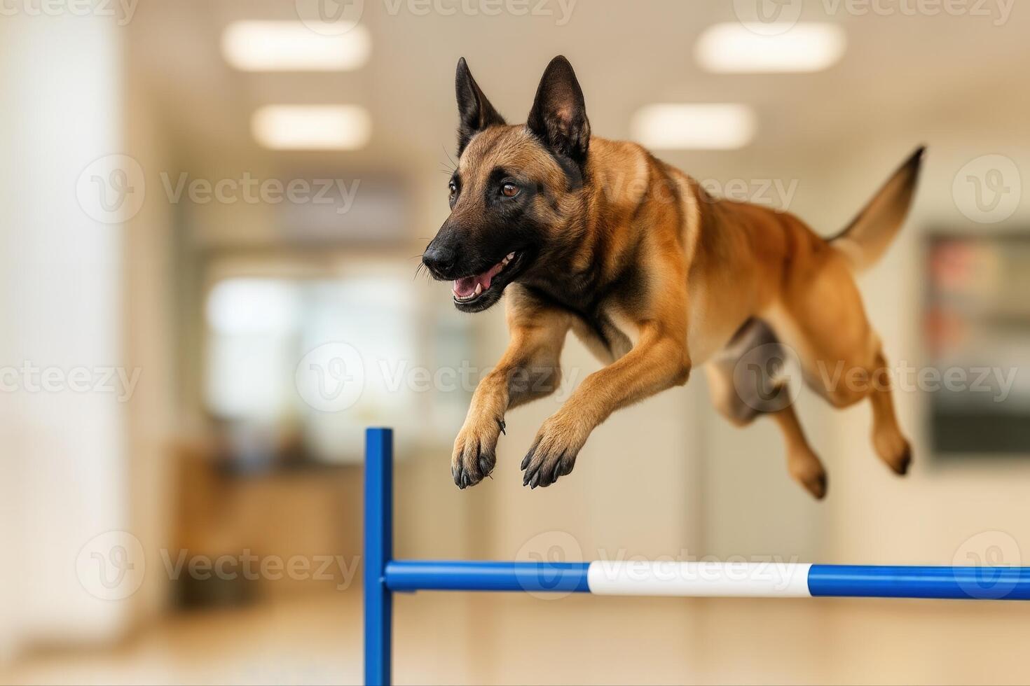 A Belgian Malinois Leaps Over A Blue And White Hurdle Indoors In A Training Environment With Shallow Depth Of Field Creating A Dynamic And Focused Scene photo