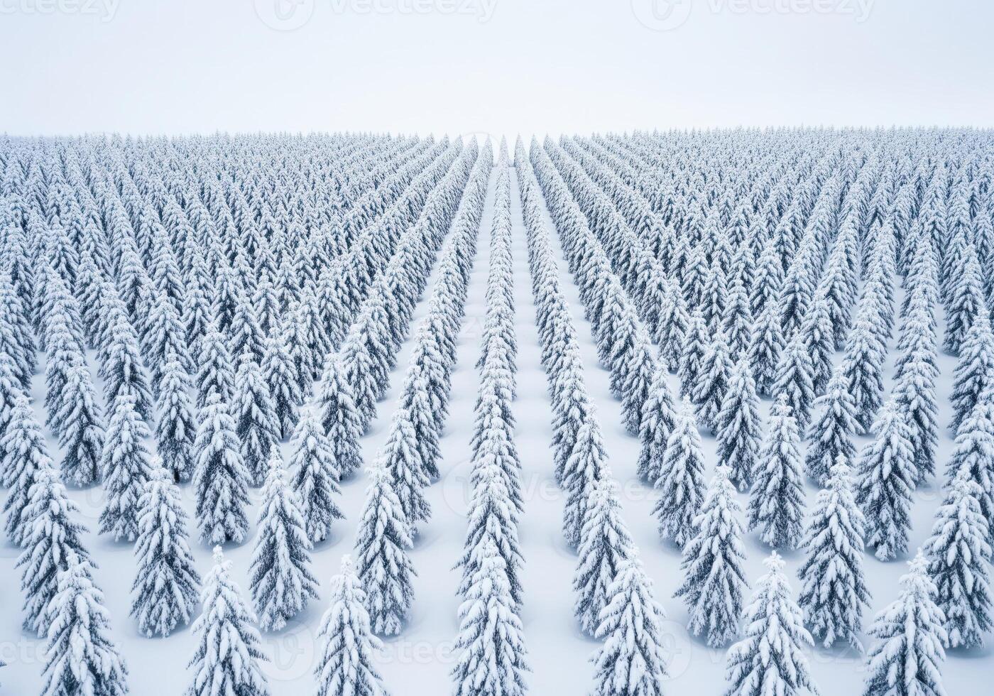 Perfectly uniform rows of snow covered pine trees creating a symmetrical winter pattern photo