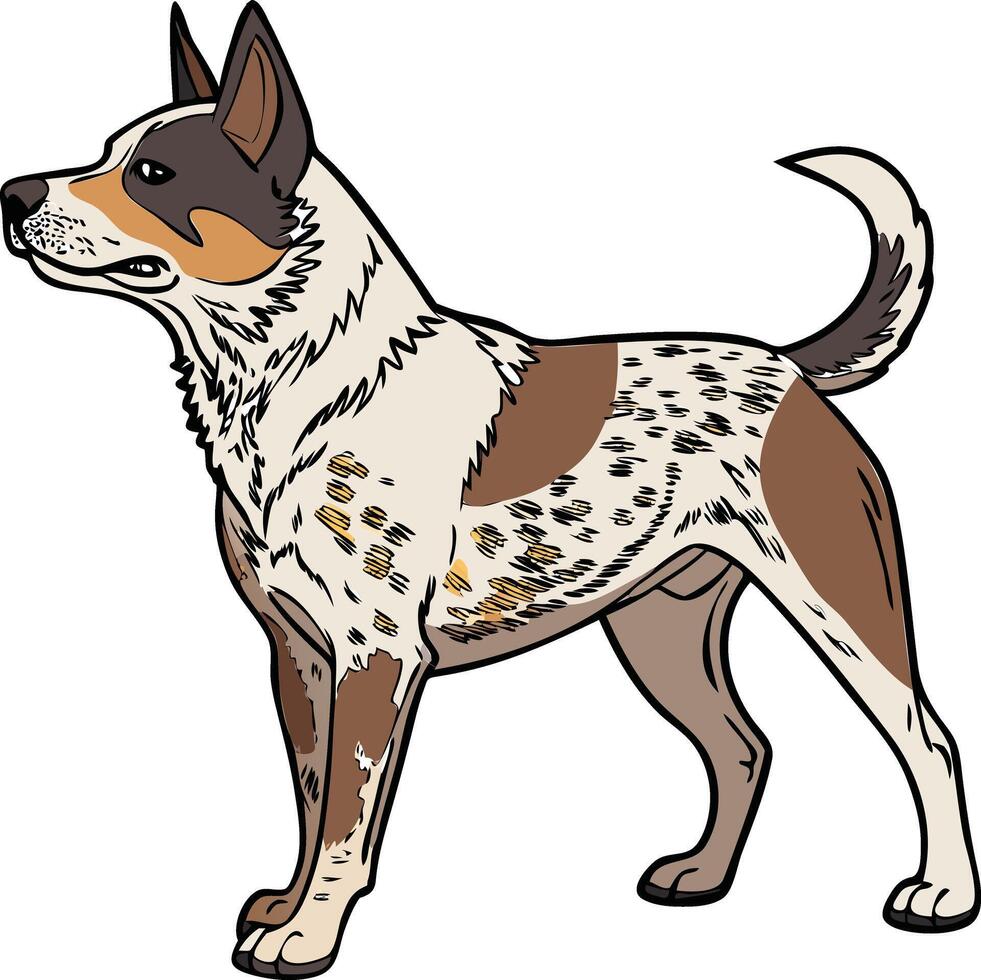 Australian Cattle Dog Standing Alert on Ranch Field Available on EPS File vector