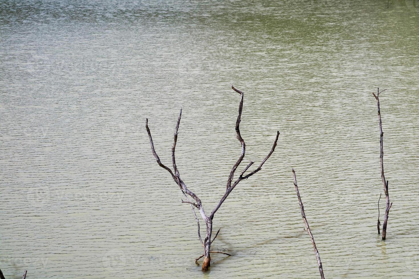 Bare Tree Branches Emerging from Calm Water Surface at Shoreline photo