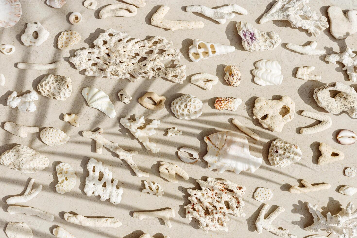 Seashells and corals as minimal pattern. Stylish layout of found shell and coral on ocean shore. Summer relahation concept, beach vibes. Top view nature background, neutral white beige gradient photo