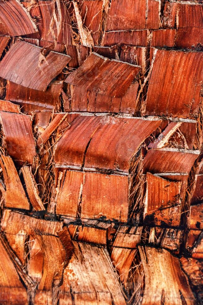 Close up of natural palm tree trunk texture background, natural wood patterns and structured rough tropical wooden surface, macro photo detailed texture of layered bark and fibrous coconut coir