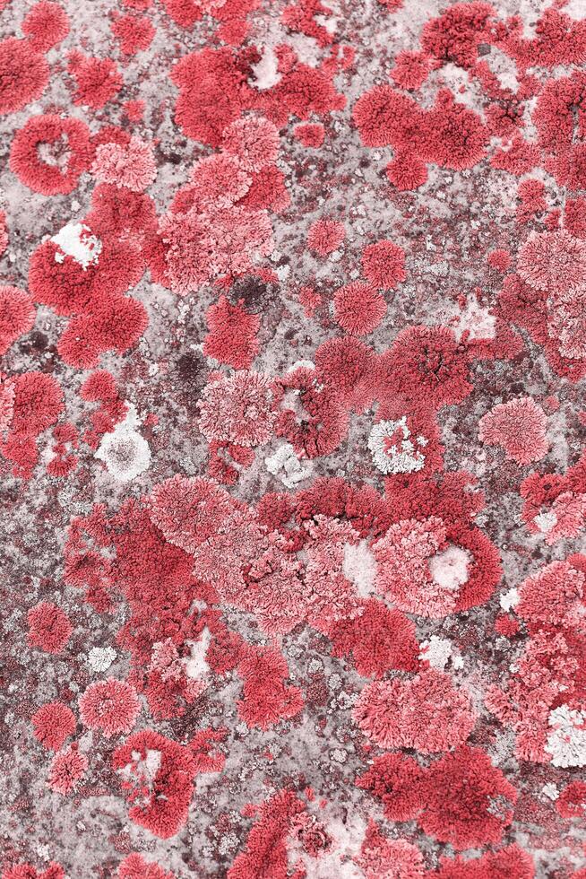 Monochrome nature patterns of color mosses and lichens, natural texture background, Close-up surface covered with white pink color moss, macro short, top view photo micro plants natural