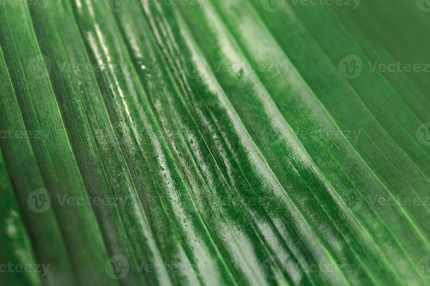 Green texture of banana palm tree leaf. Close up nature background for design. Striped lines on palm leaves as abstract texture backdrop, natural aesthetic botanical pattern of tropical foliage photo