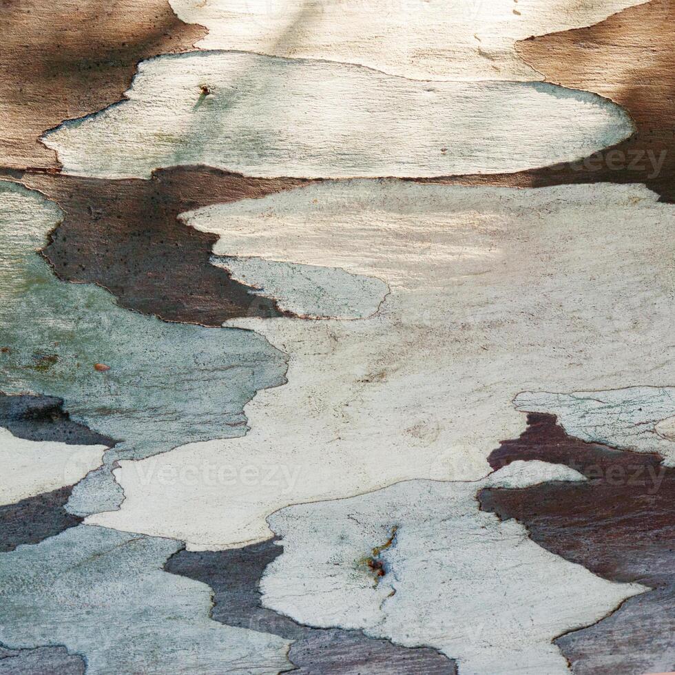 Close up of natural tree bark texture with leaves shadow from sun, colored old wood Trunk. Macro photo of nature design for backgrounds, environment aesthetics, or texture in graphic design