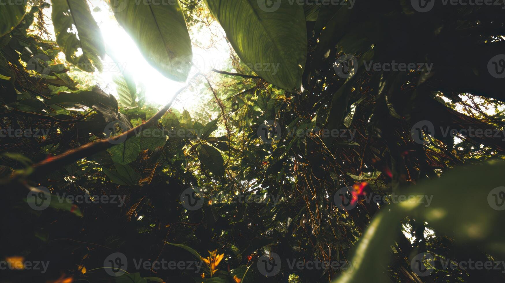 Sunlight shining through lush green forest canopy photo