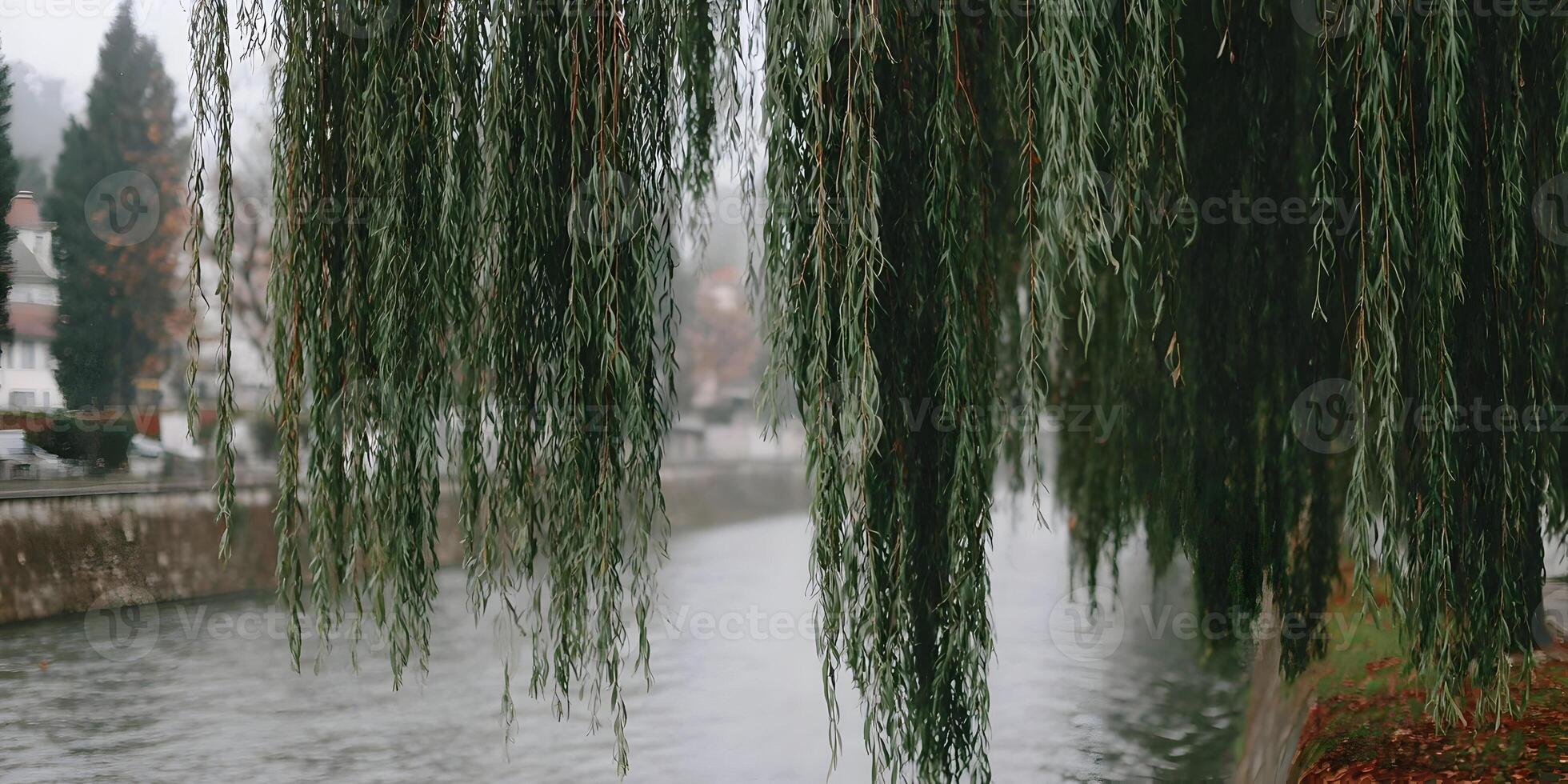 Lush green weeping willow branches cascade over a calm river in a peaceful natural setting photo