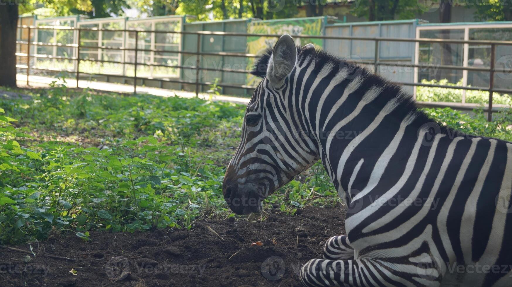 Zebra resting in a green environment photo