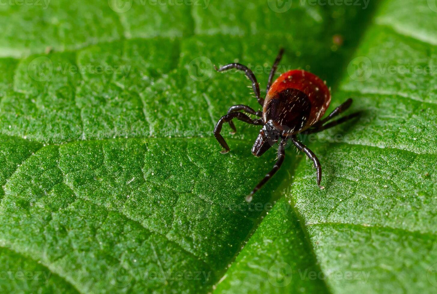 Close-up view of a tick on a green leaf in a natural setting during daylight hours showing distinct coloration and features photo