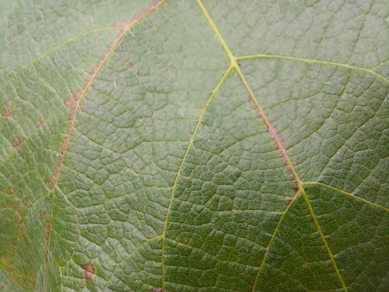 Close up View of Fresh Grape Leaves Showcasing Intricate Vein Patterns and Textures photo