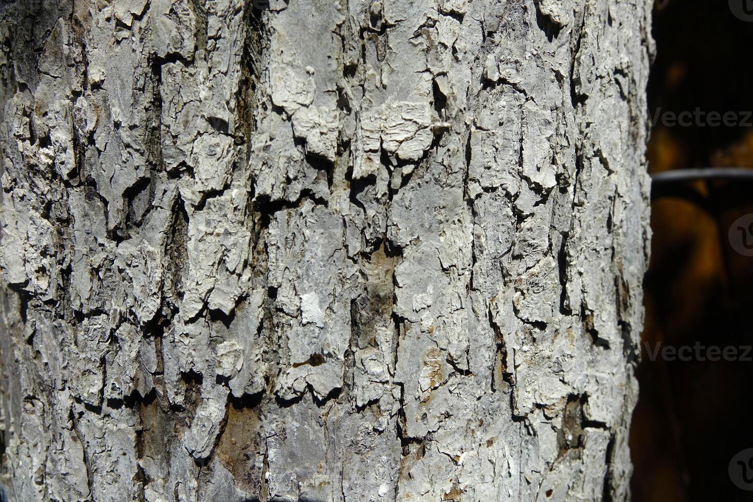 Detailed Close-Up of Textured Bark on an Old Tree in a Forest During Daylight Hours photo