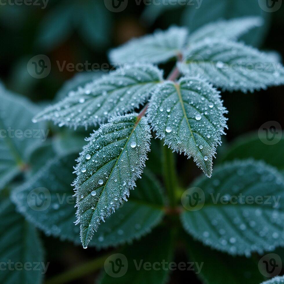 The Intricate Pattern of the Frost Following the Leaf's Outer Curve photo