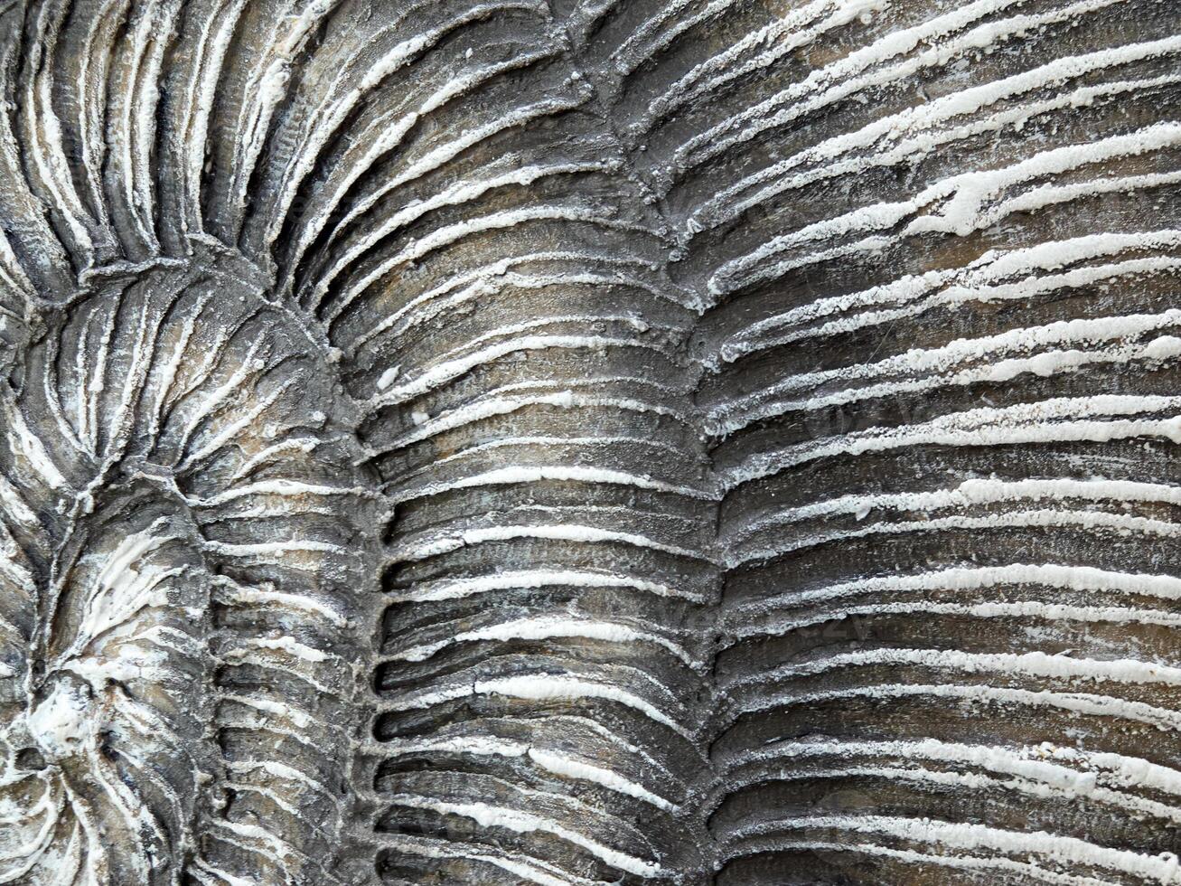 Exploring the Intricate and Beautiful Spiral Patterns Found in Natural Fossilized Textures photo