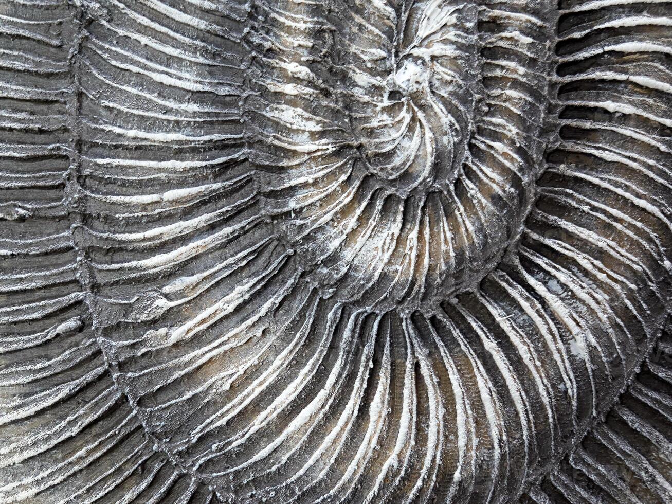 Closeup view of a beautifully fossilized ammonite with intricate, mesmerizing patterns photo