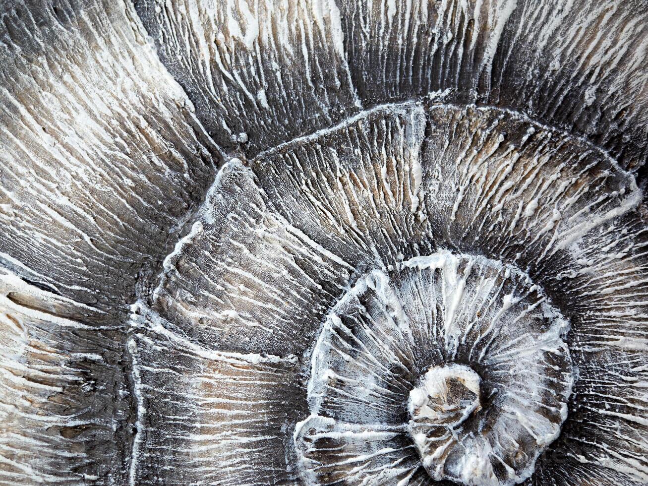 Closeup of an intricate and beautifully designed spiral fossil shell, showing its unique textures photo