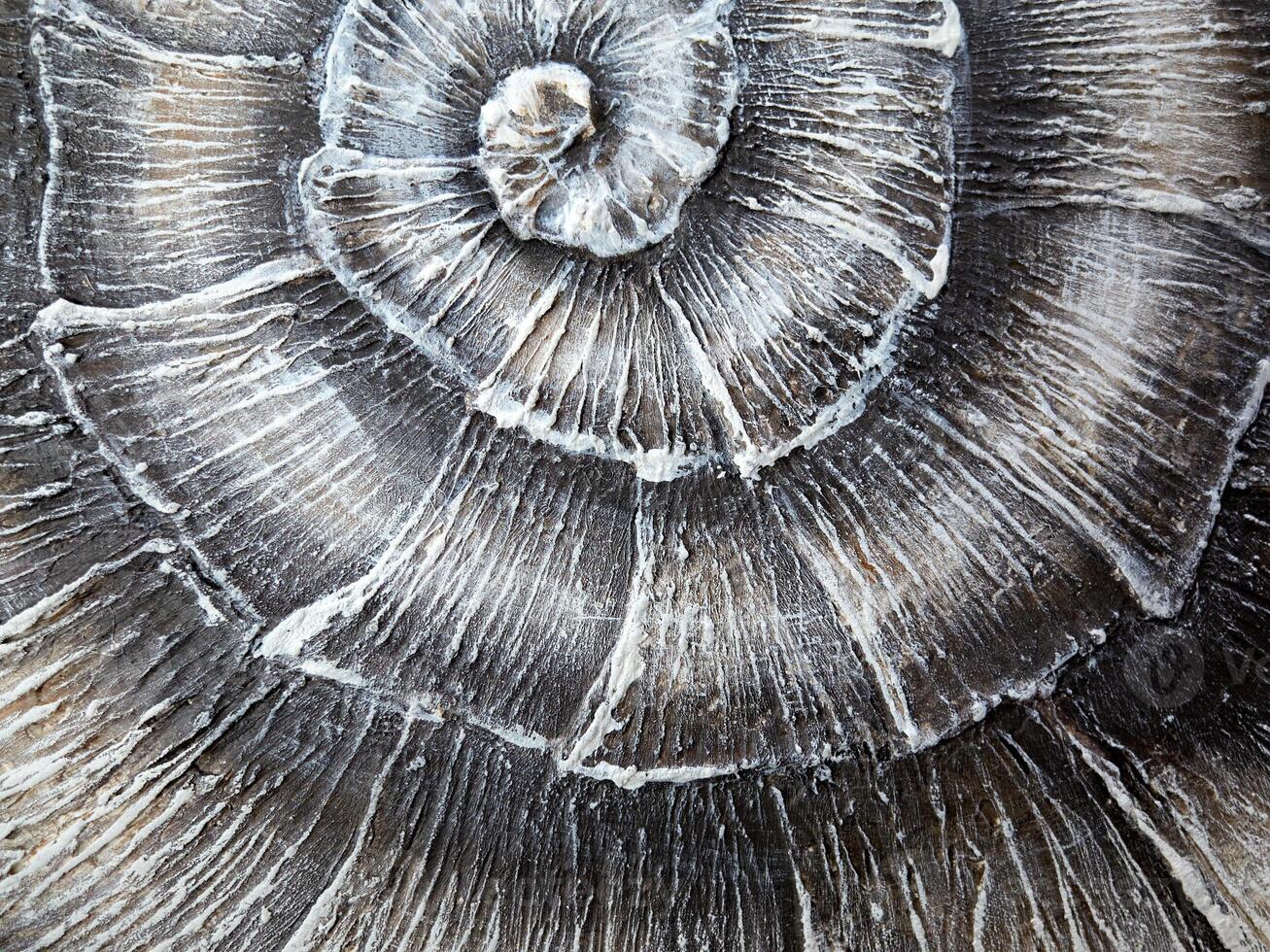 A closeup view of a spiraled snail shell showcasing its intricate design and smooth texture photo