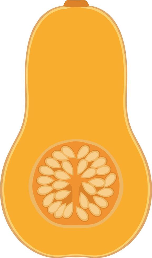 Simple Flat Illustration of Butternut Squash Cut Open with Seeds vector