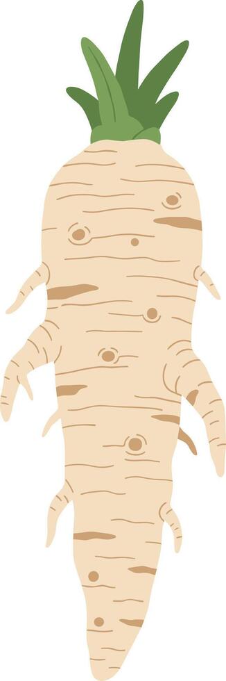 Handdrawn Fresh Parsnip Root with Green Leaves Detailed Illustration Element vector