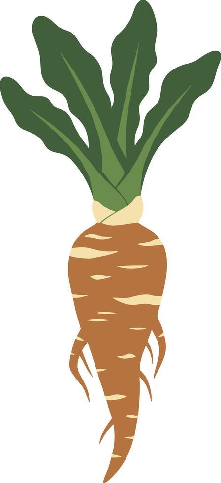 Flat Design Parsnip Root Vegetable with Green Leaves and Roots vector