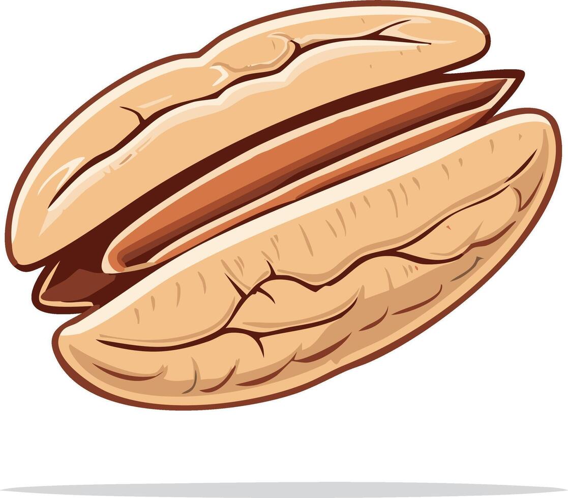 Illustration of a Tasty Pecan Nut Displaying the Kernel inside the Shell vector
