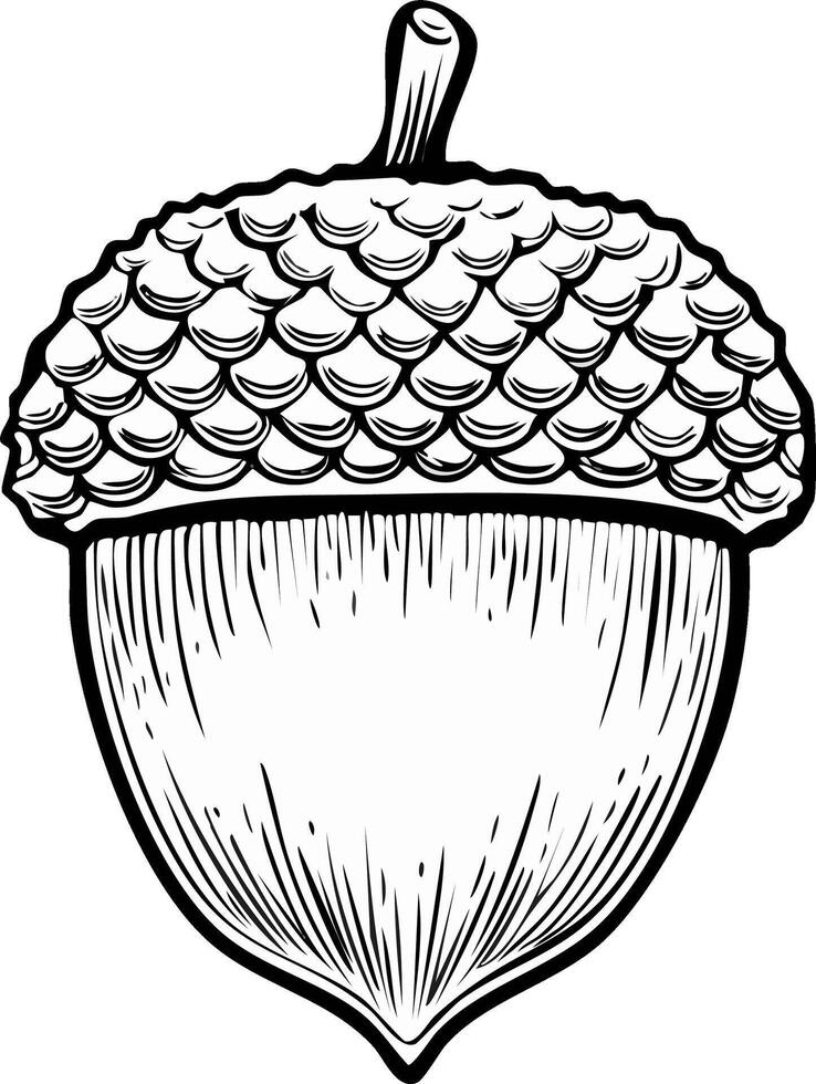 Stylized acorn drawing with bold lines, scales on cap, nut design, black and white rendering for various autumn projects vector