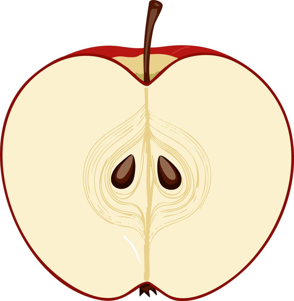 Fresh Red Apple Cut in Half Showing Seeds and Core vector