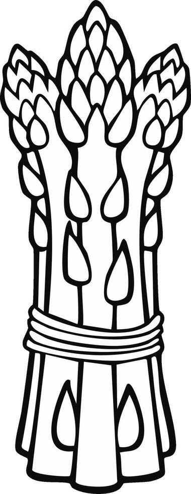 Line art drawing of a bunch of fresh green asparagus tied with string vector