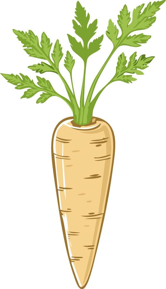 Cartoon Illustration of a Single Parsnip with Green Leaves Image vector