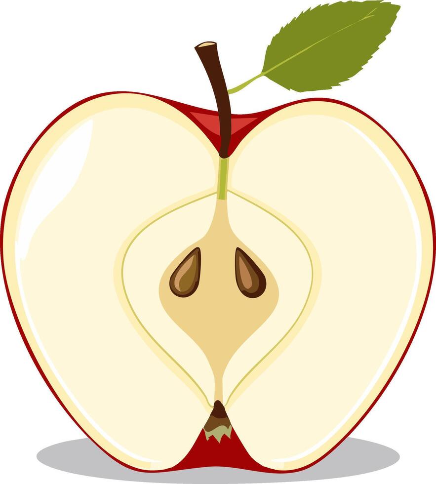 Fresh red apple cut in half showing the core seeds and a green leaf in a simple style vector