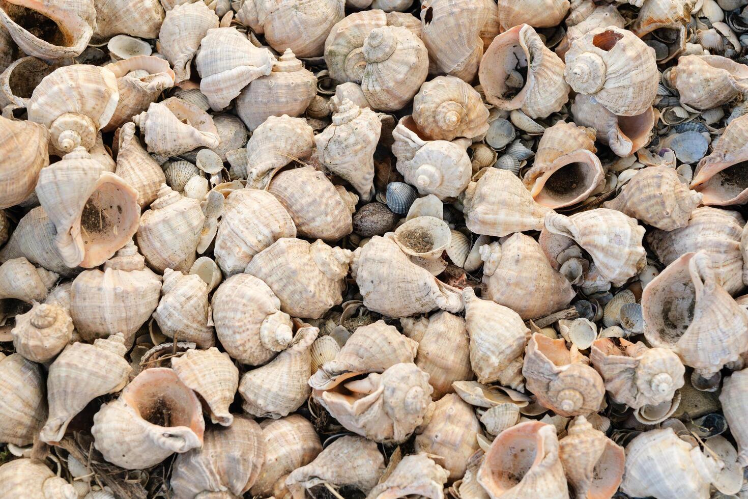 A detailed overhead view of a large pile of light-colored seashells, mostly whelks, creating a natural and textured background. photo