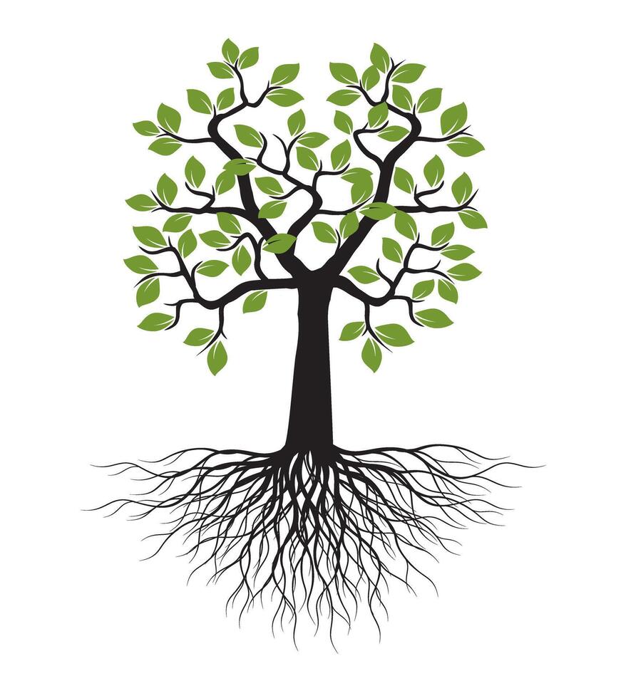Shape of Tree with Leaves and Roots. Outline Illustration on white backround. vector