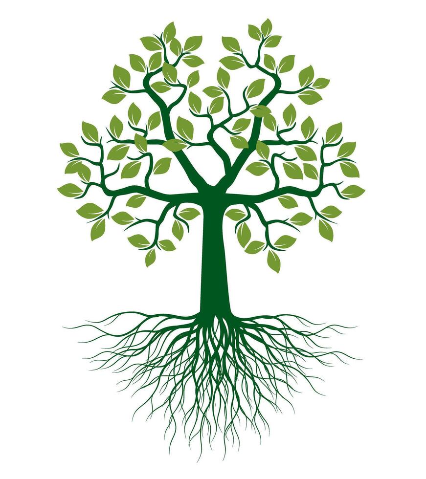 Shape of green Tree with Leaves and Roots. One object. vector