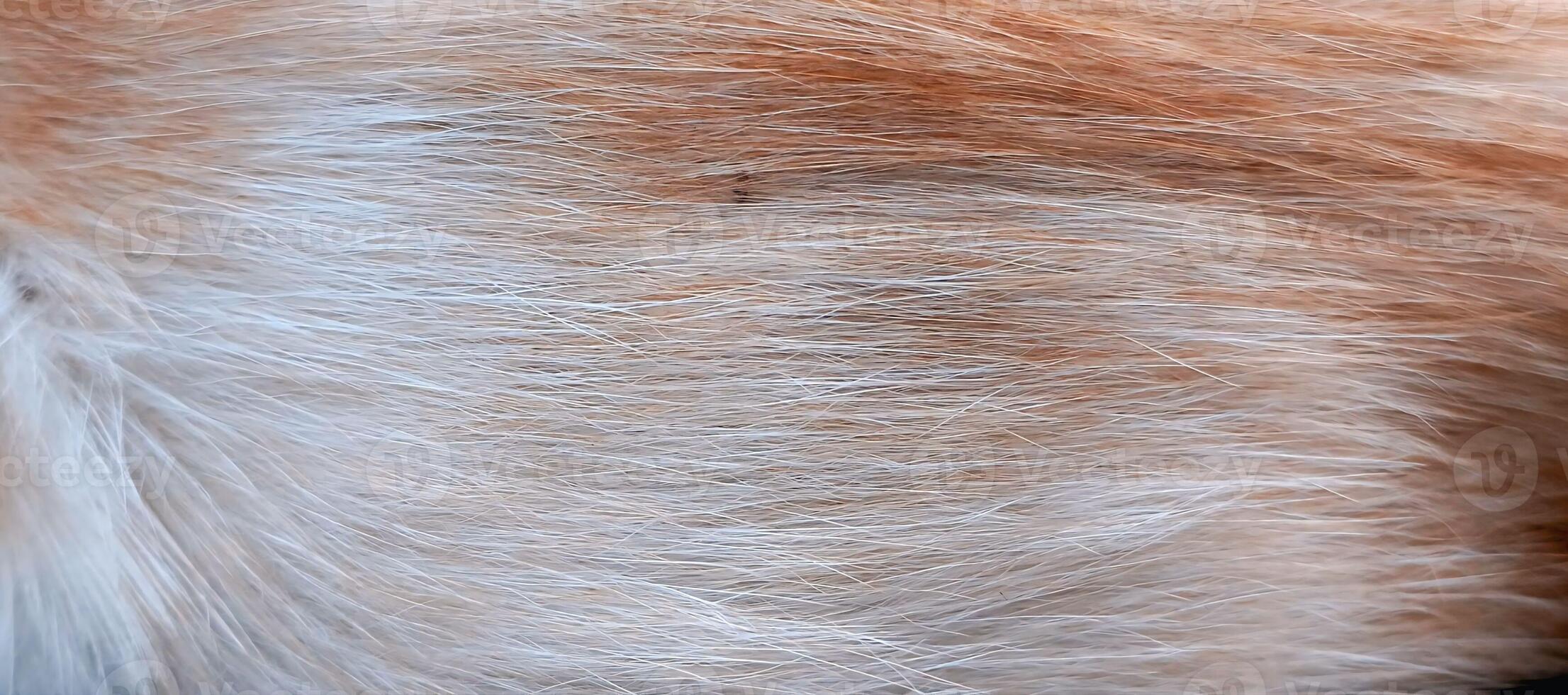 An abstract, textured background of cat fur. The image features a blend of warm ginger and bright white hairs, creating a natural and cozy pattern that's perfect for a variety of design projects. photo