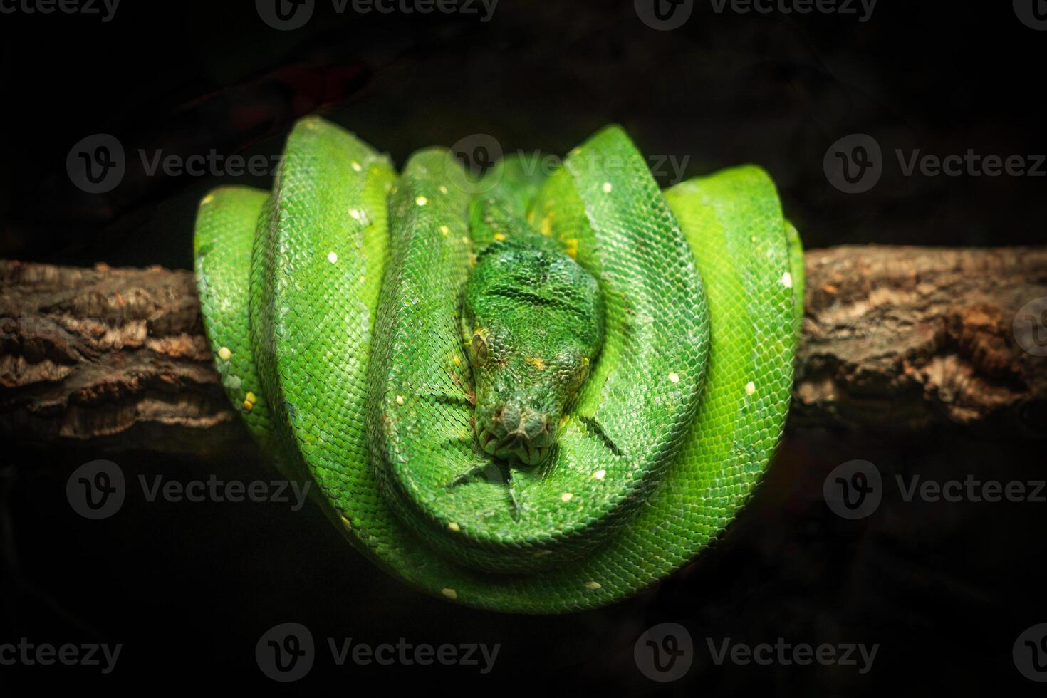 Green tree python is curled up on a branch. photo