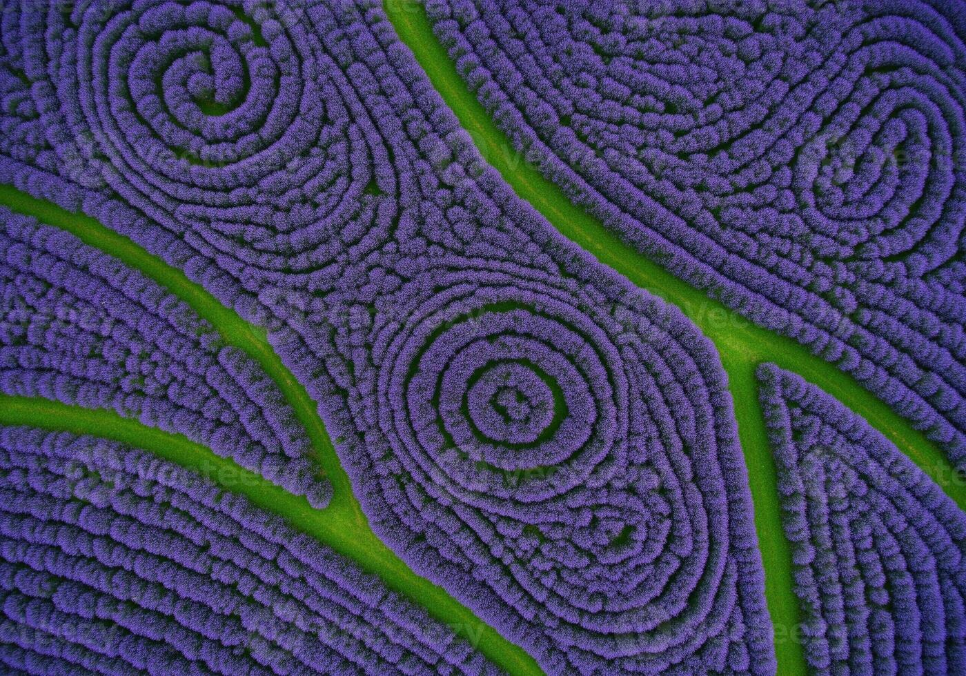 Swirling abstract patterns in a vast purple lavender field with bright green paths photo