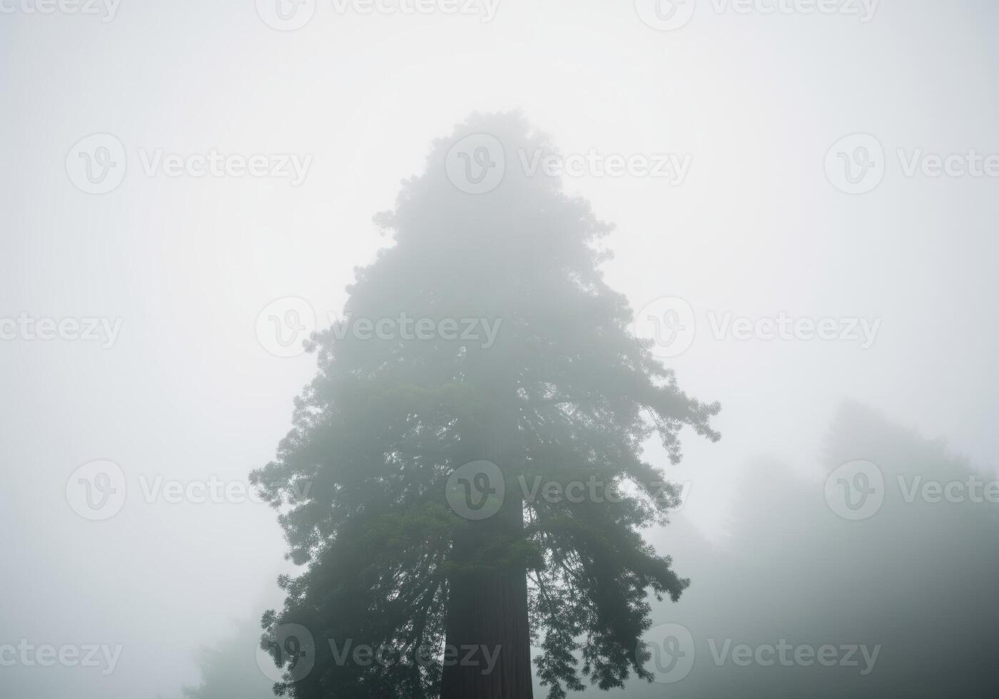 Low angle view of a massive redwood tree shrouded in dense fog and mist photo