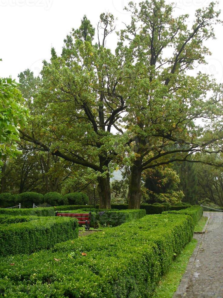 Green bushes cut into a square shape around a tree in a park with alleys and a bench photo