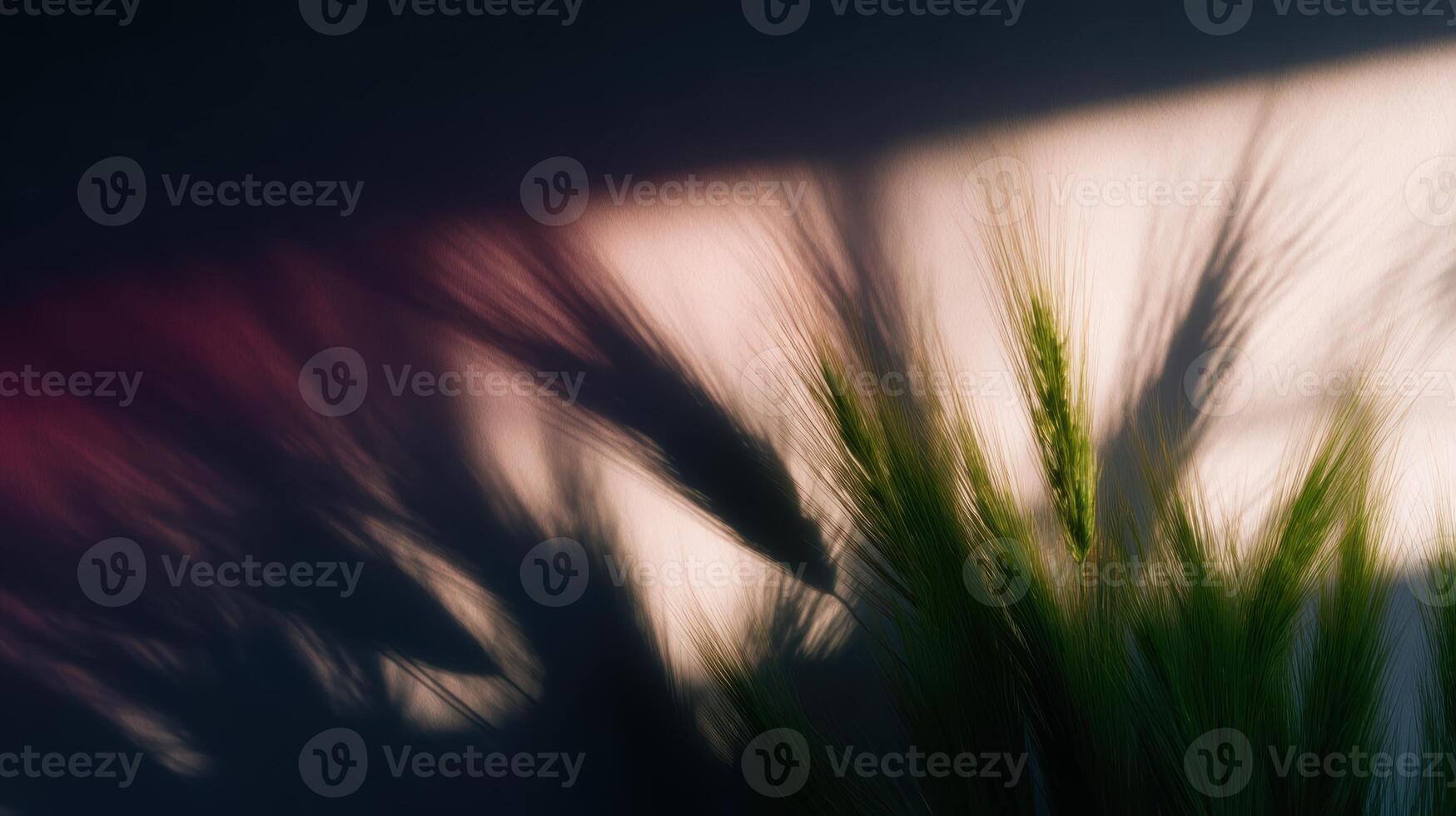 Shadows from green plants create abstract patterns on wall photo