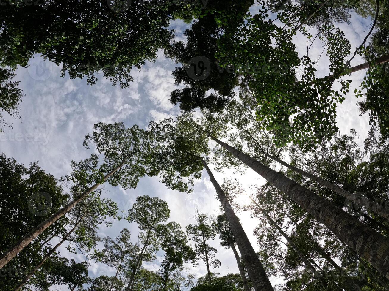 Low Angle View of Extremely Tall Tree Trunks Reaching Towards a Cloudy Sky photo