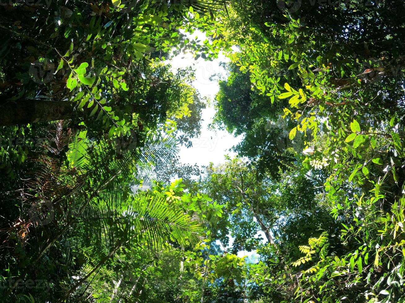 Looking Up into Dense Tropical Forest Canopy with Sunlight Streaming Through Leaves photo
