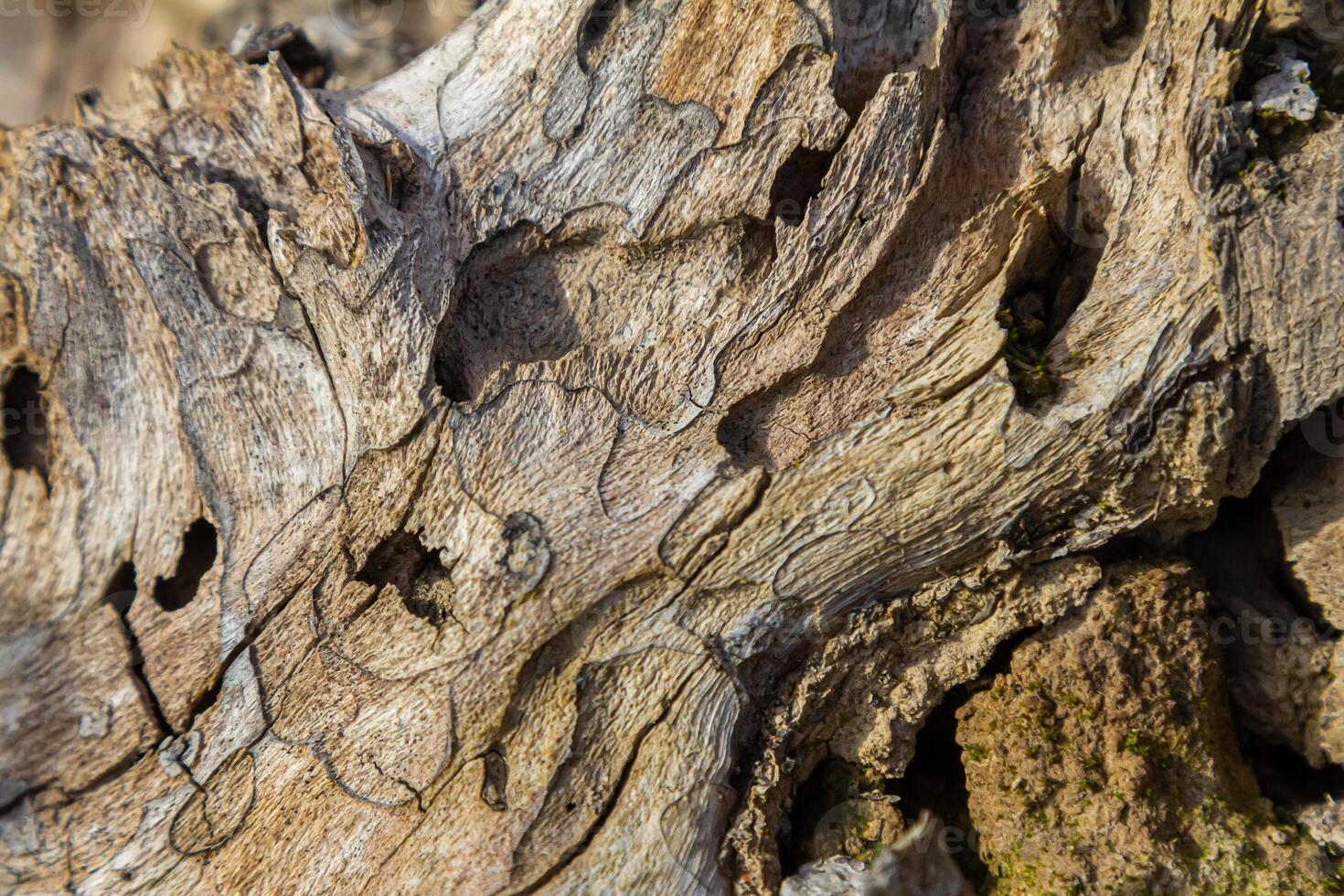 Close-up view of intricate wood texture revealing natural patterns and holes from insects in a sunlit forest setting during daylight hours photo