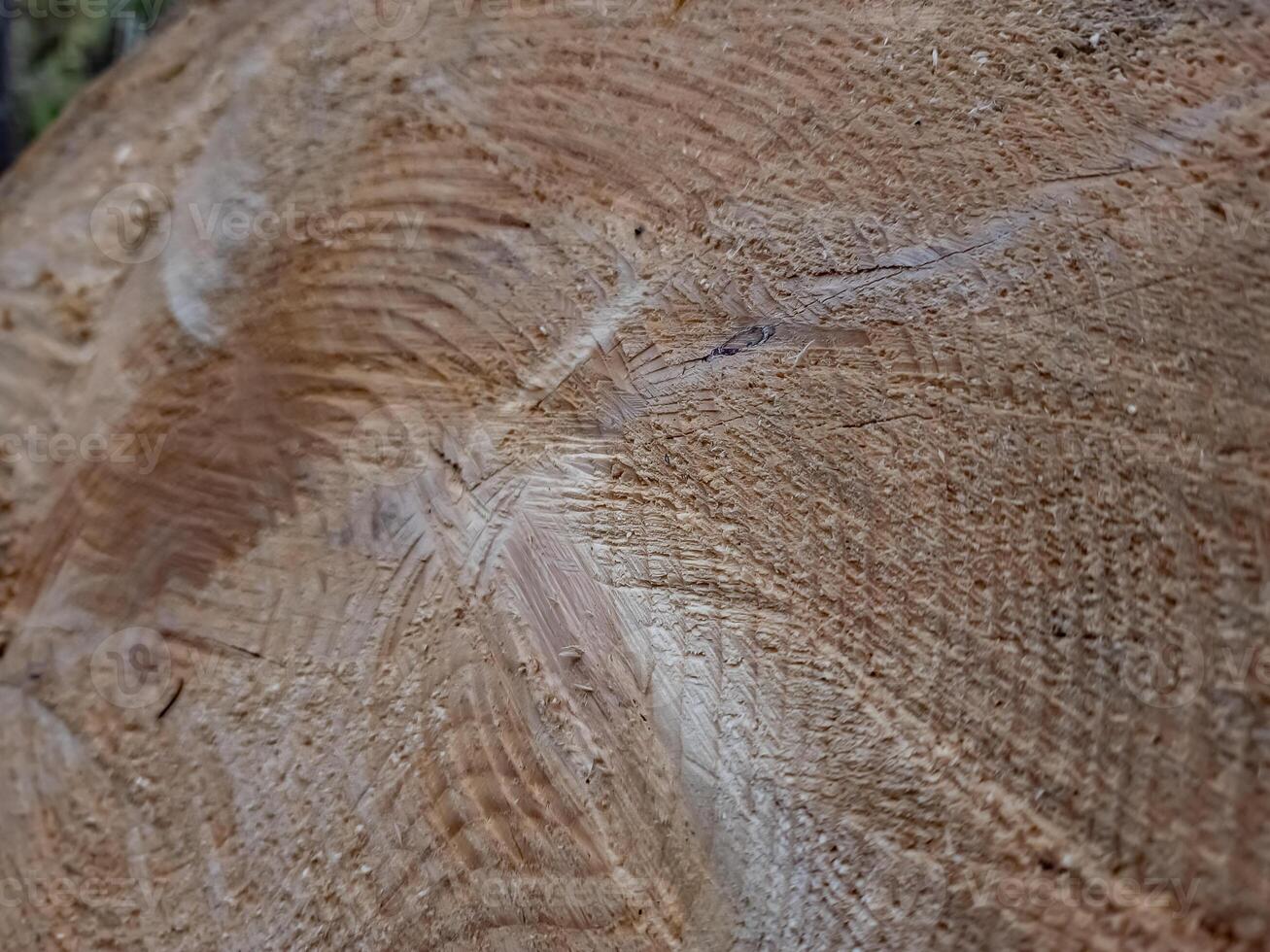 A close up of a tree trunk with a circular pattern photo