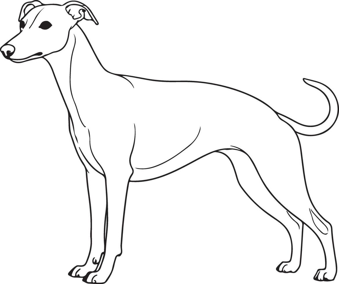 Whippet outline icon silhouette on white background vector