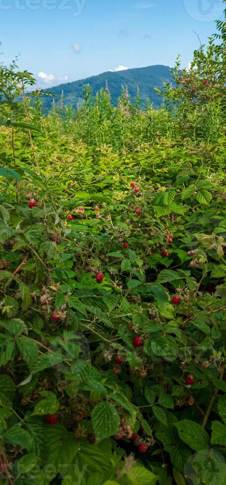 A field of raspberry bushes with a mountain in the background photo