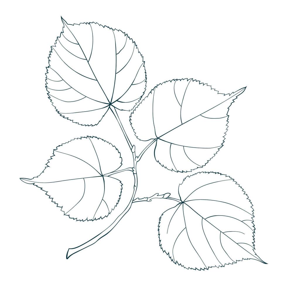 Hand-drawn sketch of lime-tree leaves branch on transparent background. Line style illustration. vector
