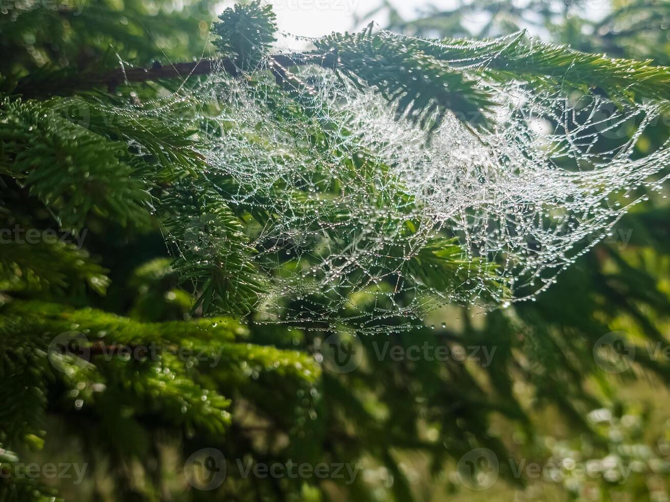 A spider web is hanging on a tree branch photo