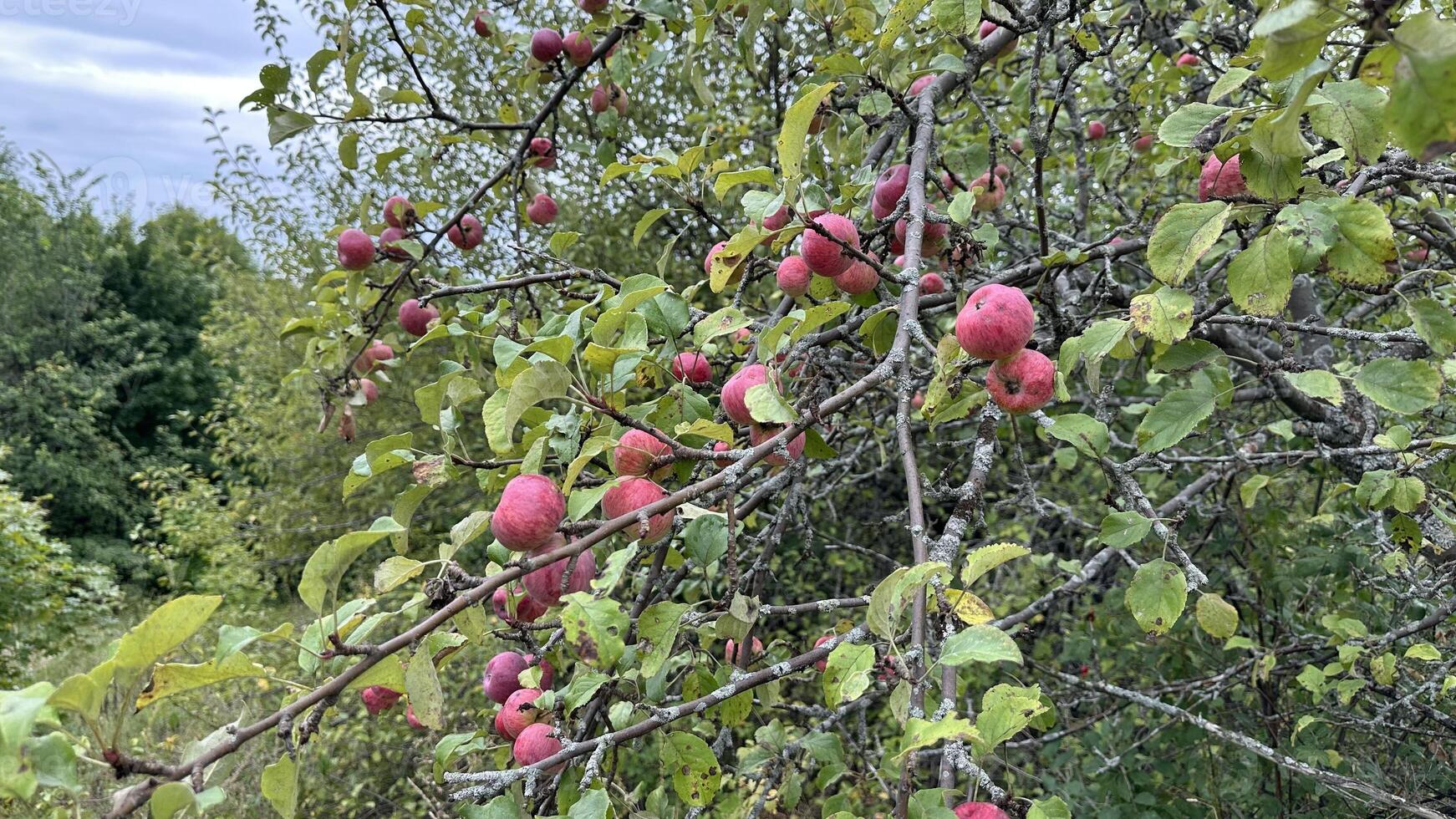 Ripe red and yellow apples on the apple tree, branches and fruits are affected by lichen and scabs. Wild abandoned garden. photo